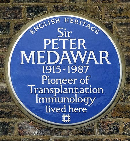 Blue Plaque honoring Peter Medawar, 25 Downshire Hill, Hampstead, London Borough of Camden (Wikimedia commons)
