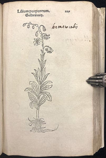 Purple daylily (Hemerocallis), woodcut, Primi de stirpium historia, by Leonhart Fuchs, p. 107, 1545 (Linda Hall Library)