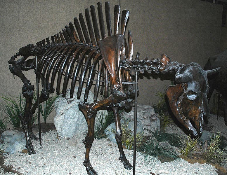 Bison antiquus skeleton found near Folsom, New Mexico, by Joseph Leidy, 70 years before the first projectile points were found at Folsom, now in the Carnegie Museum of Natural History, Pittsburgh (Wikimedia commons)