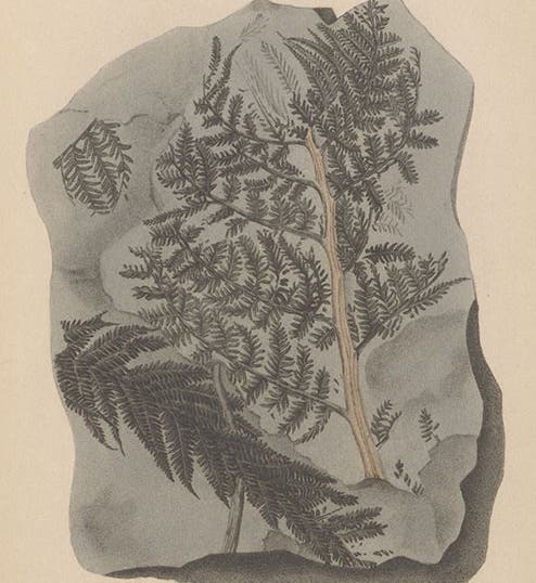 A plumose fem from Yorkshire, engraving in A Pictorial Atlas of Fossil Remains, by Gideon Mantell, plate 31, 1850 (Linda Hall Library)