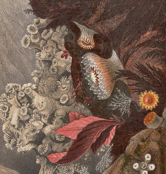 Corals and other invertebrates, detail of chromolithograph in Actinologia Britannica, by Phillip Henry Gosse, plate 10, 1860 (Linda Hall Library)