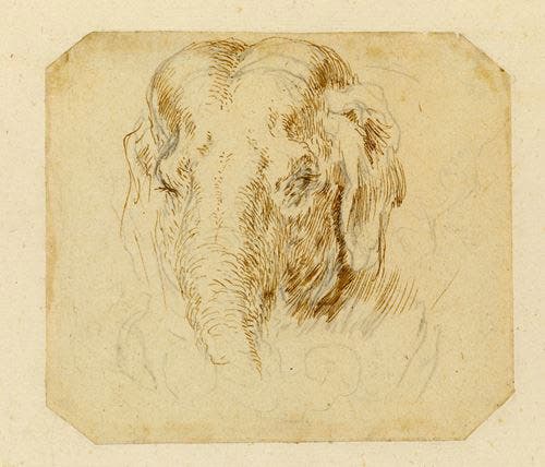 Sketch of Hansken by Stefano della Bella, brown ink over chalk, 1647, present location unknown (stephenongpin.com)