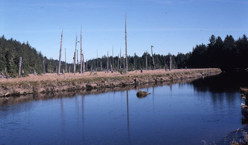 Ghost forest at Copalis Crossing, Oregon, a remnant of the 1700 Cascadia earthquake, photograph (graysharbortalk.com)