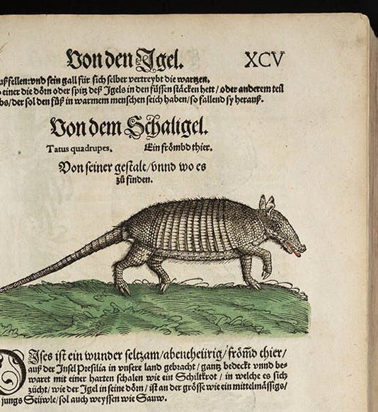 Armadillo, hand-colored woodcut, Conrad Gessner, <i>Thierbuch</i>, 1563 (Linda Hall Library)