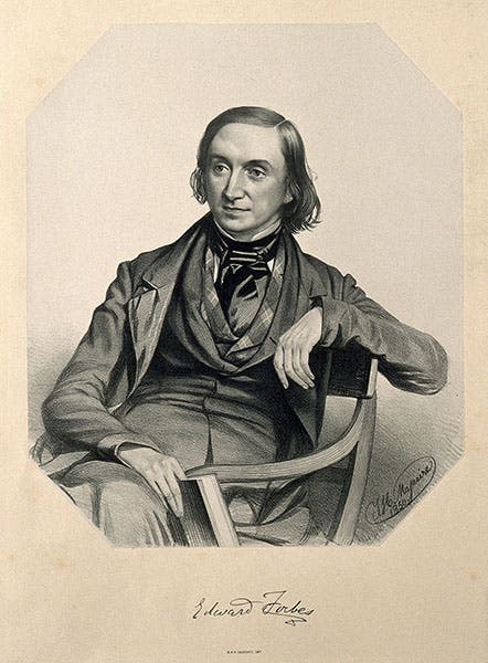 Portrait of Edward Forbes, lithograph by Thomas Macguire, 1850, Wellcome Collection, London (wellcomecollecion.og)