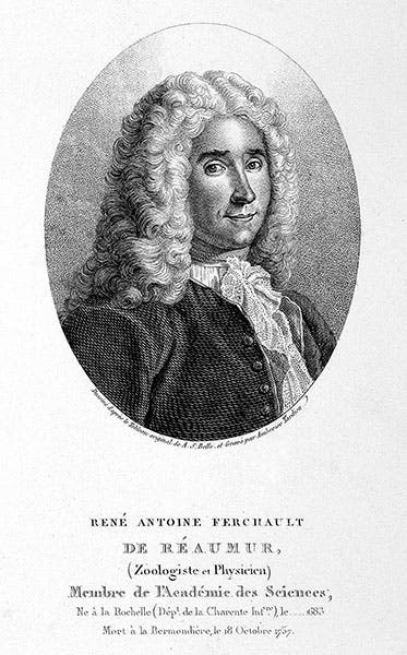 Portrait of René-Antoine Ferchault de Réaumur, stipple engraving by A. Tardieu after A. S. Belle, undated, Wellcome Collection (wellcomecollection.org)