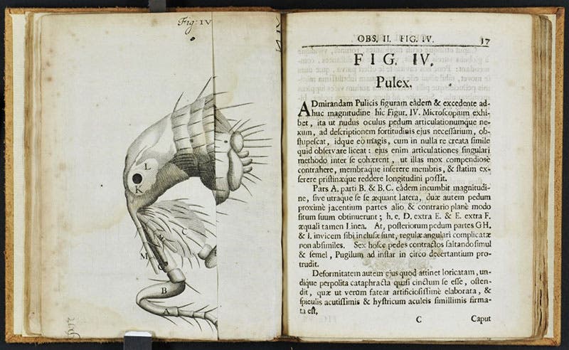 Page spread showing the beginning of the article on the flea (Pulex) and the folded engraving of the flea, Johann Franz Griendel, Micrographia nova, 1687 (Linda Hall Library)