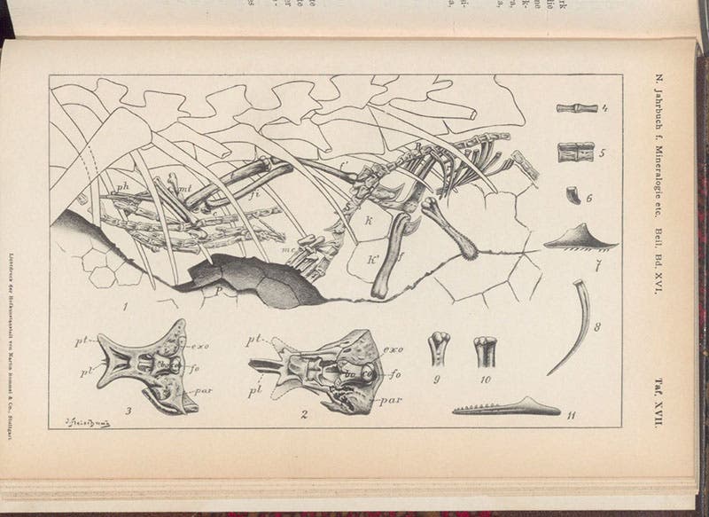 The rib cage of the fossil skeleton of Compsagnatus longipes, showing the small bones of its last meal, a lizard; lithographed plate in Franz Nopcsa, "Neues ueber Compsognathus," Neues Jahrbuch fur Mineralogie, Geologie und Palaeontologie, vol. 16, 1903 (Linda Hall Library)
