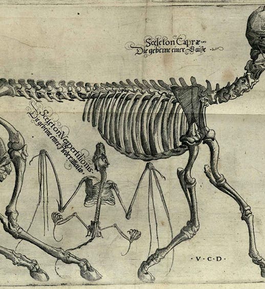 Skeletons of a goat and a bat, detail of a larger engraved plate, drawn by Volcher Coiter, in his Lectiones Gabrielis Fallopii de partibus similaribus humani corporis, plate 3, 1575, unknown copy (Wikimedia commons)