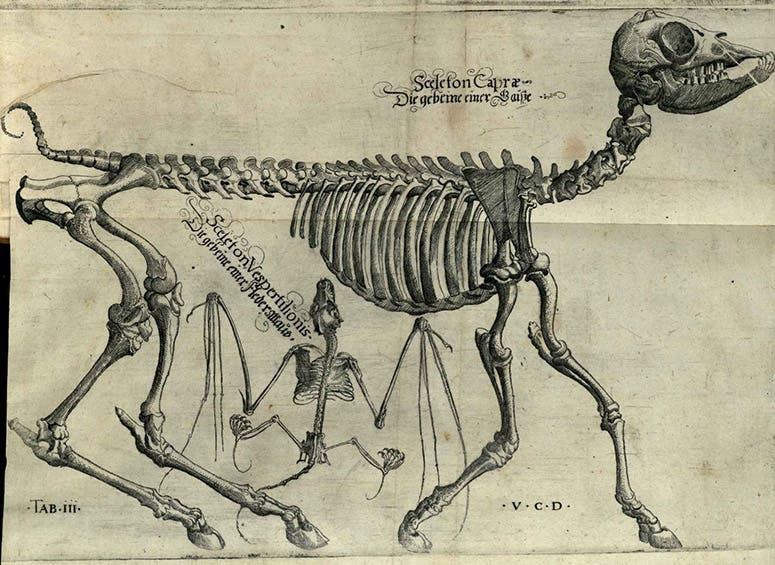 Skeletons of a goat and a bat, detail of a larger engraved plate, drawn by Volcher Coiter, in his Lectiones Gabrielis Fallopii de partibus similaribus humani corporis, plate 3, 1575, unknown copy (Wikimedia commons)