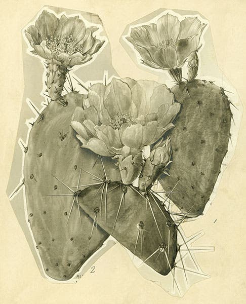 Opuntia engelmannii, Englemann’s prickly pear, original watercolor by Mary Emily Eaton, undated, National Museum of Natural History, Smithsonian Institution (collections.nmnh.si.edu)
