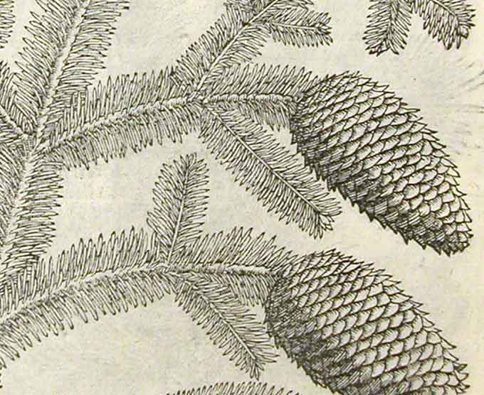 Spruce cones, detail of third image (Linda Hall Library)