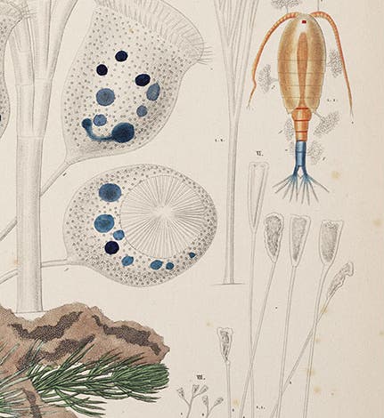 A copepod and part of a <i>Vorticella</i>, detail of second image (Linda Hall Library)