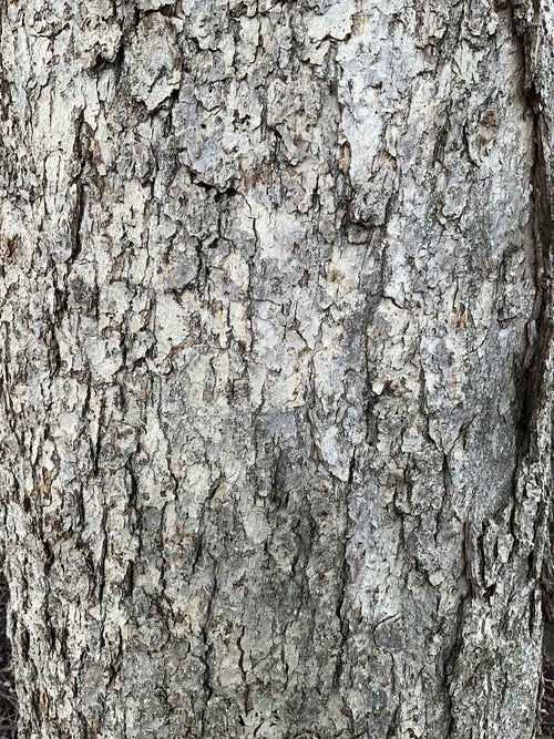 Dwarf Chinkapin Oak bark