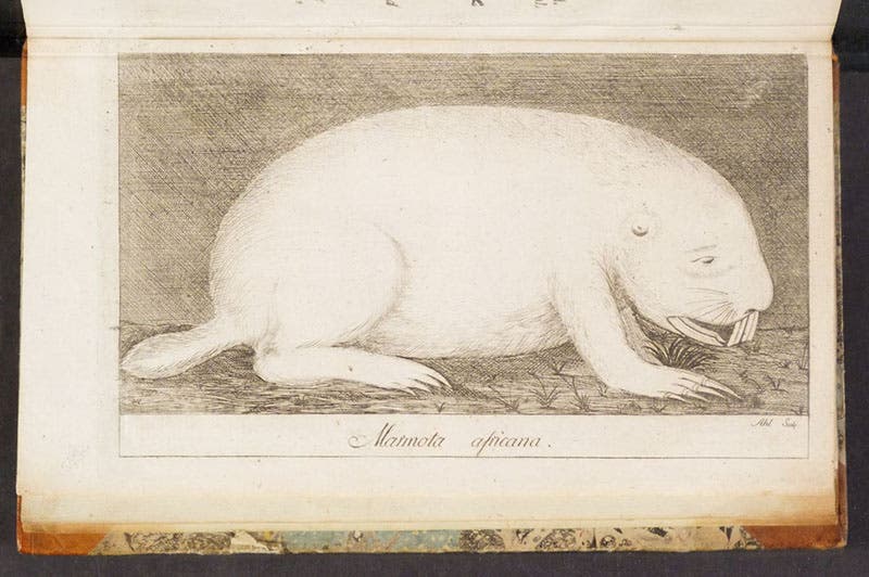 Cape dune mole-rat (Bathyergus suillus), as depicted by Carl Thunberg in an engraving, Resa uti Europa, Africa, Asia: förrättad åren 1770-1779, vol. 1, 1788 (Linda Hall Library)