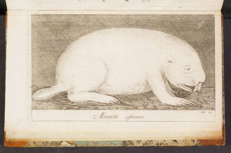 Cape dune mole-rat (Bathyergus suillus), as depicted by Carl Thunberg in an engraving, Resa uti Europa, Africa, Asia: förrättad åren 1770-1779, vol. 1, 1788 (Linda Hall Library)