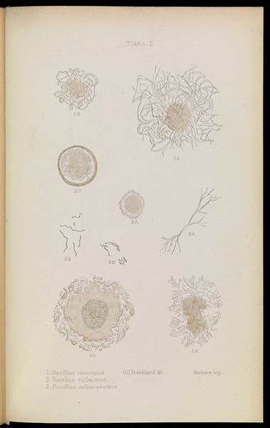 Bacteria, lithograph, drawn by Grace Frankland, from Percy and Grace Frankland, Micro-organisms in Water, 1894 (Wellcome Collection)