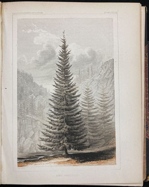 Douglas fir, chromolithograph by John J. Young, in Explorations and Surveys for a Railroad Route from the Mississippi River to the Pacific Ocean: Routes in California and Oregon, by Robert S. Williamson (Pacific Railroad Report no. 6), Botany plate 8, 1855 (Linda Hall Library)
