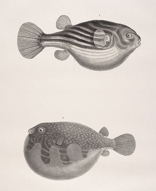 Two puffer fish, from the Description de l'Égypte Histoire naturelle.