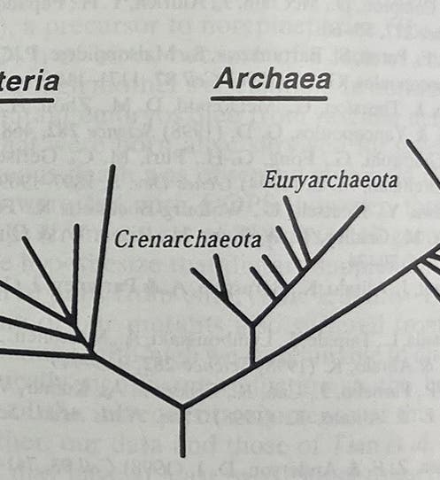 The place of Archaea in the tree of life, detail of first page of “Interpreting the universal phylogenetic tree," by Carl R. Woese, Proceedings of the National Academy of Sciences, vol. 97(15), p. 8392, 2000 (Linda Hall Library)
