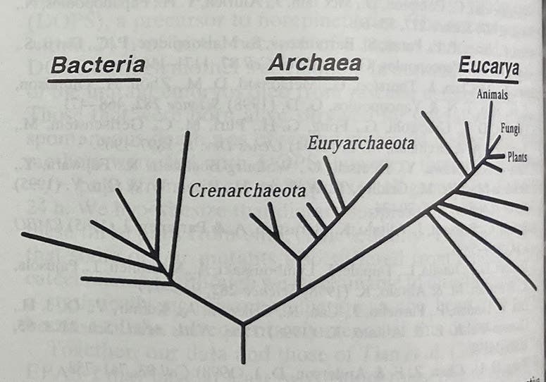 The place of Archaea in the tree of life, detail of first page of “Interpreting the universal phylogenetic tree," by Carl R. Woese, Proceedings of the National Academy of Sciences, vol. 97(15), p. 8392, 2000 (Linda Hall Library)
