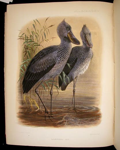 Shoebills of Africa, hand-colored lithograph by Joseph Wolf, <i>Transactions of the Zoological Society of London</i>, vol. 4, 1862 (Linda Hall Library)