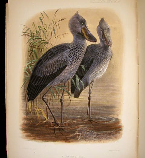 Shoebills of Africa, hand-colored lithograph by Joseph Wolf, <i>Transactions of the Zoological Society of London</i>, vol. 4, 1862 (Linda Hall Library)