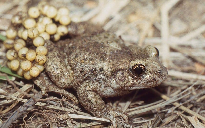 A midwife toad (Alytes obstetricans), male with eggs, an amphibian that was the subject of inheritance experiments by Paul Kammerer (Wikimedia commons)