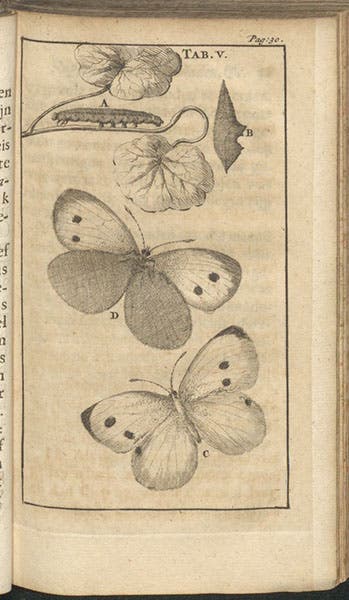 “Botter Kapelle,” a butterfly that resembles a cabbage butterfly, engraving in Schou-burg der rupsen, wormen, máden, en vliegende dierkens, Stephan Blankaart, plate 5, 1688 (Linda Hall Library)