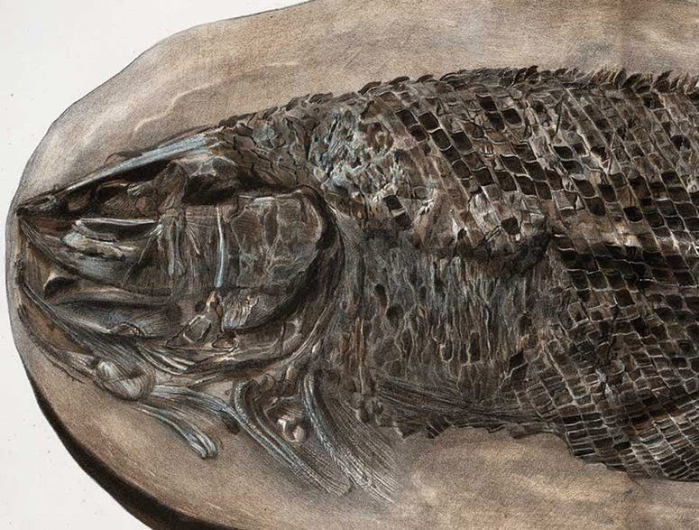 Lepidotus, a fossil fish, detail of hand-colored lithograph, Recherches sur les poissons fossils: Atlas, by Louis Agassiz, plate 31, vol. 2, 1833-43 (Linda Hall Library)