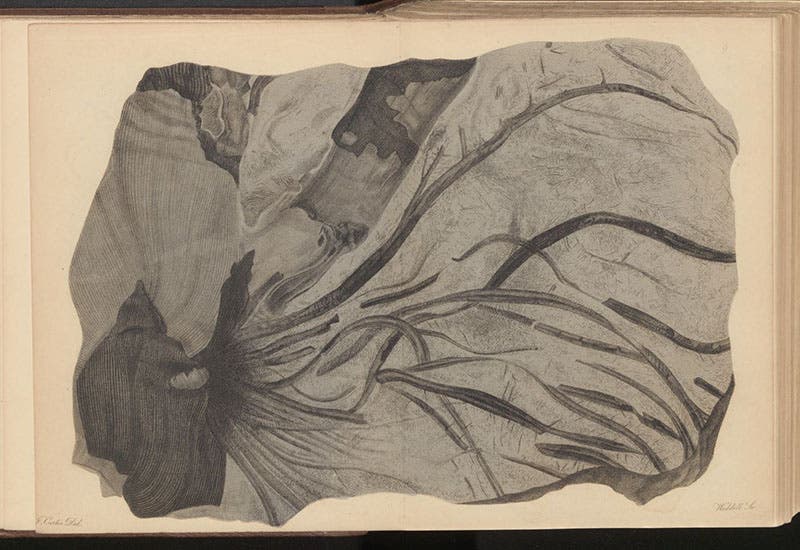 “Prostrate hydatica,” in coal-shale from a colliery in Yorkshire, engraving in A Pictorial Atlas of Fossil Remains, by Gideon Mantell, plate 11, 1850 (Linda Hall Library)