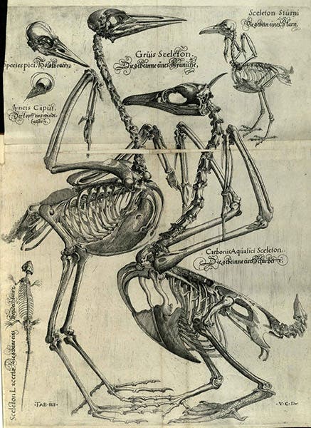 Skeletons of a crane, a cormorant, a starling, and a lizard, engraving by Volcher Coiter, in his Lectiones Gabrielis Fallopii de partibus similaribus humani corporis, plate 4, 1575, unknown copy (Wikimedia commons)