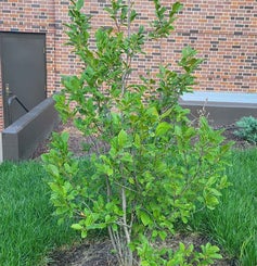 Jane Magnolia summer