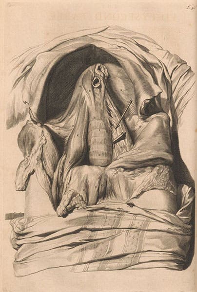 The chest and abdominal cavity, engraving in Anatomy of Humane Bodies, by Willam Cowper, plate 52, 1698, National Library of Medicine (collections.nlm.nih.gov)