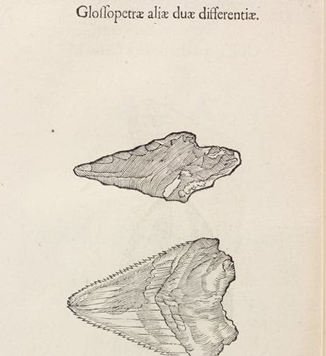 “Two different kinds of tonguestones”, woodcut in Musaeum Metallicum, by Ulisse Aldrovandi, 1648 (Linda Hall Library)