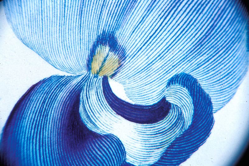 Detail of Vigna vexillata, the wild cow-pea, showing the center of the blue flower, with the yellow and some blue highlights added by brush, plate 80 in Banks Florilegium, 1980-90, photo by the author (Linda Hall Library)