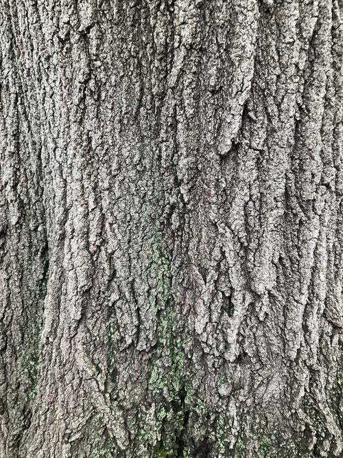 Red Oak bark