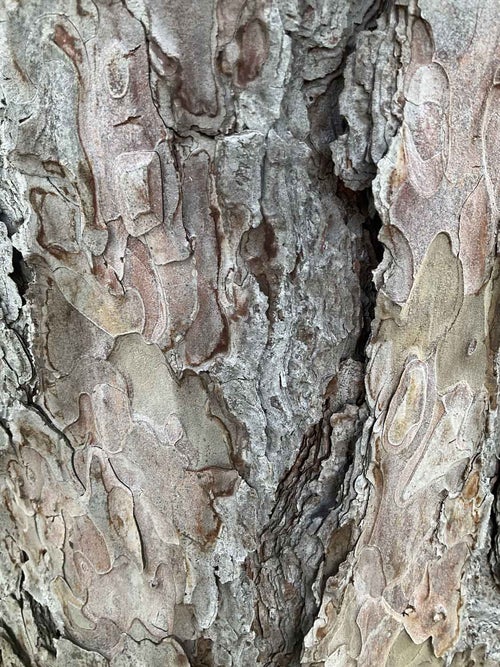 Austrian Pine bark