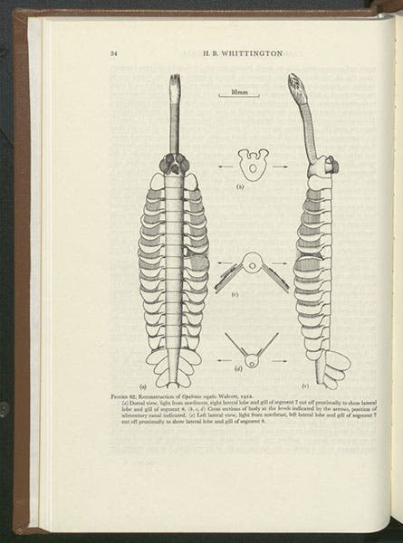 Restoration of Opabinia, Harry Whittington, “The enigmatic animal Opabinia regalis…,” Philosophical Transactions of the Royal Society of London, ser. B, vol. 271, 1875 (Linda Hall Library)