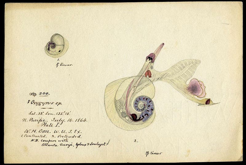 Hand-colored drawing of a nautilus by William Healey Dall, Aug. 2, 1866, Smithsonian Institution Archives (siarchives.si.edu)