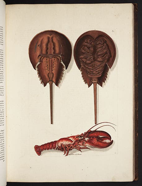 Horseshoe crab (two views) and a lobster, engraving, Georg Wolfgang Knorr, Deliciae naturae selectae, 1766-67 (Linda Hall Library)