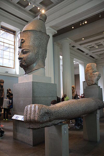 Colossal arm of Amenhotep III, red granite, British Museum, item EA55, acquired from Henry Salt, 1823, with another view of EA15, the colossal head  (Wikimedia commons)