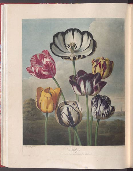 Tulips, hand-colored and color-printed engraving by Richard Earlhom, 1798, after painting by Philip Reinagle, in The Temple of Flora, by Robert Thornton, 1807 (Linda Hall Library)