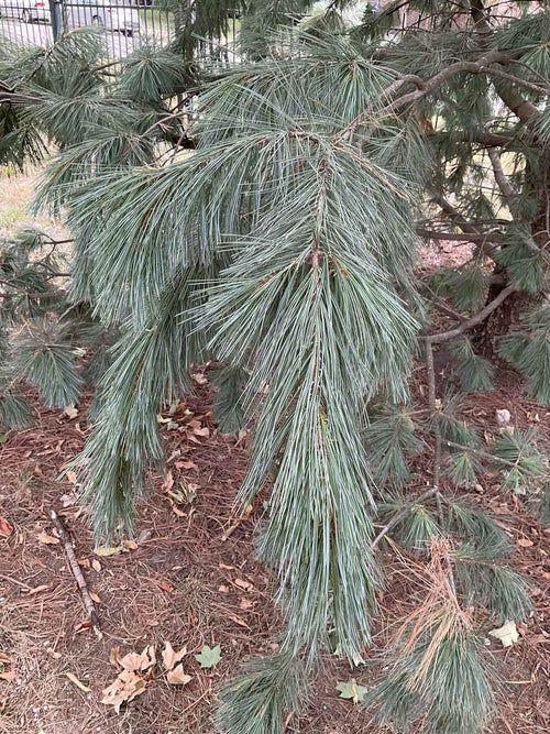 Limber Pine leaf