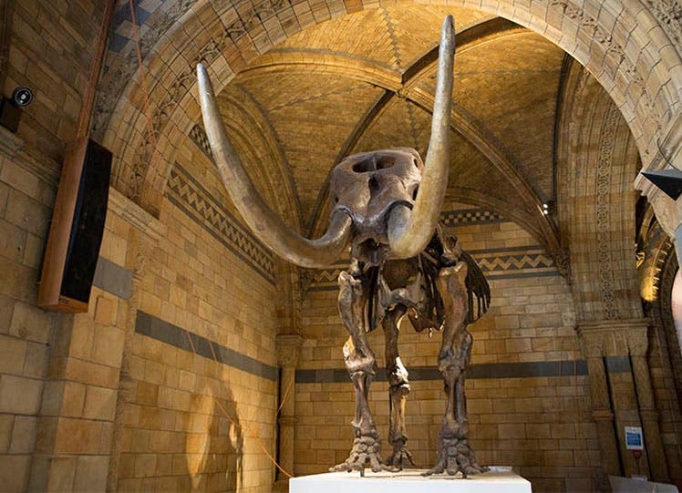 The Missouri Leviathan remounted as a regular mastodon, on display in the Natural History Museum, London (nhm.ac.uk