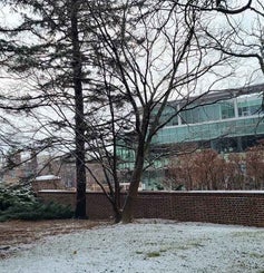 Japanese Yellowwood winter