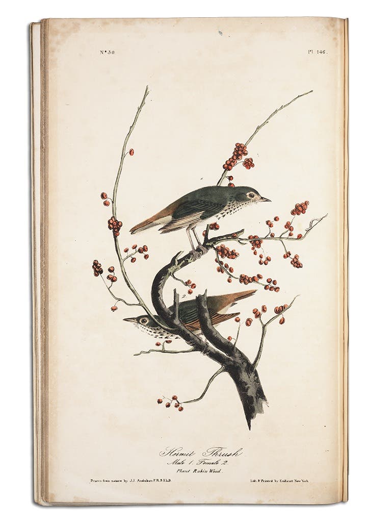 Audubon’s paintings are well known for his portrayal of birds in their natural habitats as depicted in this illustration of two Wood Thrushes, the female partially hidden by a tree branch. He added “Drawn from nature by J.J. Audubon” at the bottom of each plate to emphasize the fact that he had studied the living bird to make his paintings. John J