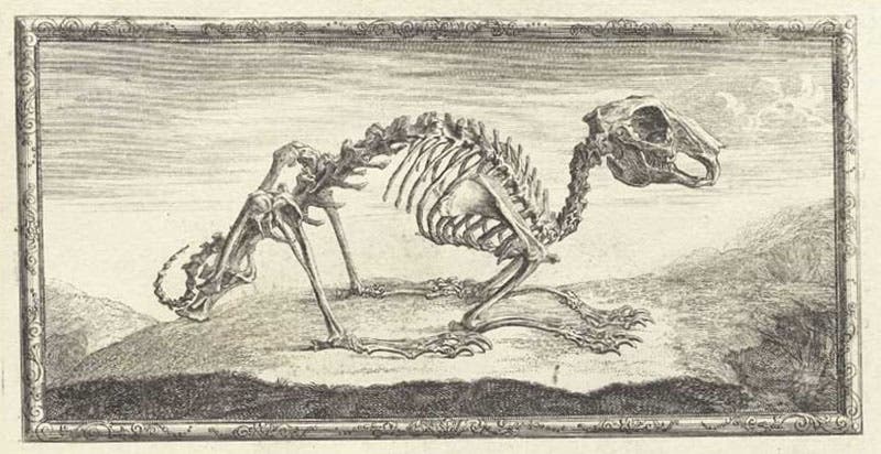 The skeleton of a rabbit, engraved headpiece to chapter 4, Osteographia, or the Anatomy of the Bones, by William Cheselden, 1733, National Library of Medicine (nlm.nih.gov)