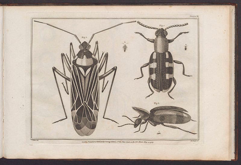 Three coleoptera, from George Adams, Jr., Essays on the Microscope, 1787 (Linda Hall Library)