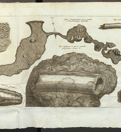 Section of the Baumann cave, with fossils found there, engraving, Gottfried Wilhelm von Leibniz, Protogaea, 1749 (Linda Hall Library)